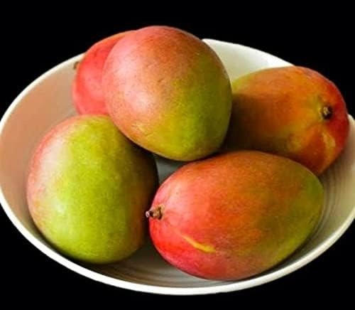 Deepshikha Mango (દીપશિખા કેરી)